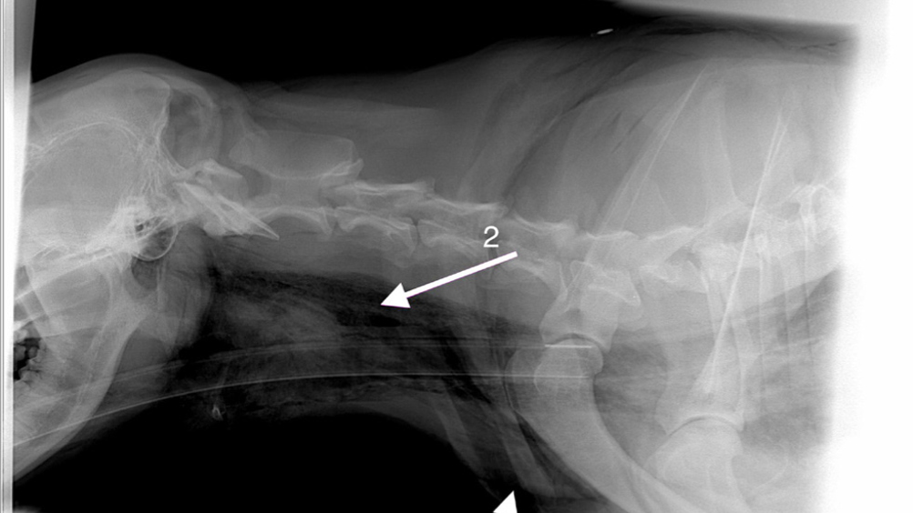 Figure 5. A lateral cervical radiograph demonstrating emphysema. Gas lucencies are seen subcutaneously (arrow 1) and within the fascial planes of the neck (arrow 2). Any gas lucency evident that is not within the trachea or oesophagus raises suspicion of dorsal pharyngeal or oesophageal puncture.